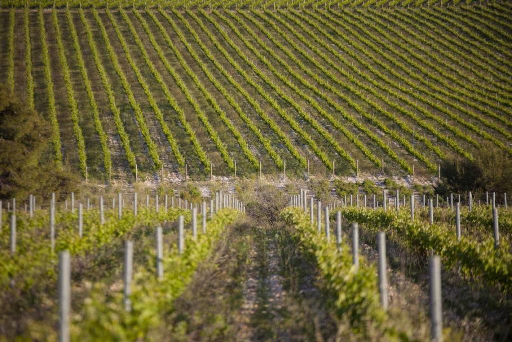 Testament Vinarija u Jadrtovcu kod Šibenika - najpoznatiji položaji Babića